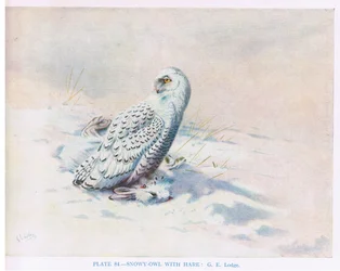 Gufo delle nevi con lepre, illustrazione da "British Birds" di Kirkman  Jourdain
