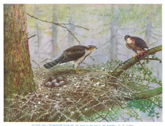 Sparviero, illustrazione da "British Birds" di Kirkman  Jourdain