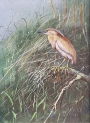 Airone di Squacco (litografia)