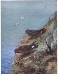 Petrello delle tempeste (litografia)