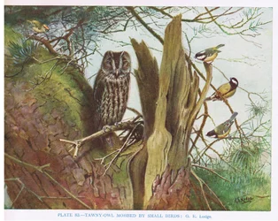 Allocco assalito da piccoli uccelli, illustrazione da "British Birds" di Kirkman  Jourdain