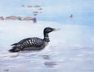 Tuffatore boreale dal becco bianco (lito)