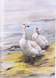 Cigno urlatore (litografia)