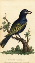 Storno lucido africano, specie Lamprotornis (incisione)