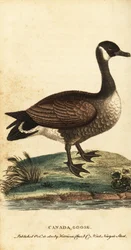 Oca canadese, Branta canadensis (incisione)