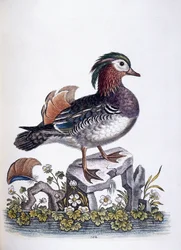 Anatra cinese, 1746