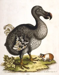 Dodo e porcellino d