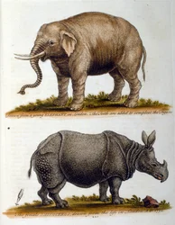 Illustrazione incisa di George Edwards, da un libro di uccelli rari di G Edwards 1750. George Edwards (1694-1773) fu un naturalista e ornitologo britannico. Viaggiò molto in Europa, studiando la storia naturale e gli uccelli in particolare. Ottenne