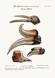 Quattro curiosi becchi di uccelli poco conosciuti, 1749-73