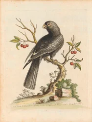 George Edwards, Uccelli I Singapore Piastra 5