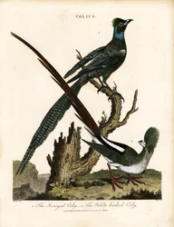 Storni lucidi (Colius)