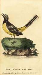Ballerina gialla, Motacilla cinerea, 1800