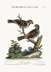 Passeri di montagna, gallo e gallina, 1749-73
