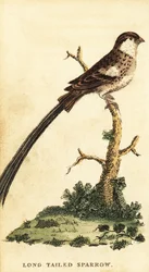 Vedova codaspillo, Vidua macroura (incisione)