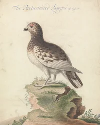 Pernice Bianca