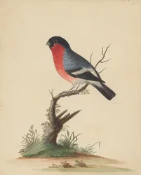 [Uccello dal petto rosso]