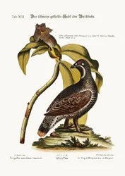 Il gallo nero e maculato, 1749-73