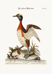 Il tuffetto cornuto, 1749-73