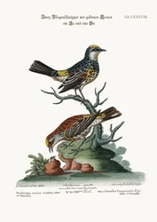 I pigliamosche dalla corona dorata, maschio e femmina, 1749-73
