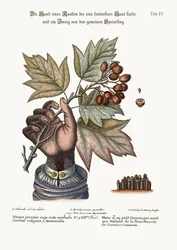 La mano di un ragazzo con pelle malata e un ramo del Sorbo comune, 1749-73