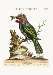 Il pappagallo dalla testa di falco, 1749-73