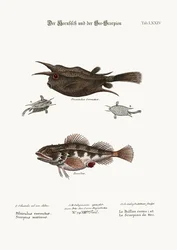 Il pesce cornuto e lo scorpione di mare, 1749-73