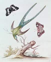 Il colibrì dalla coda lunga, 1742