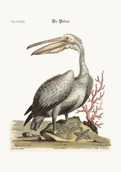 Il Pellicano, 1749-73