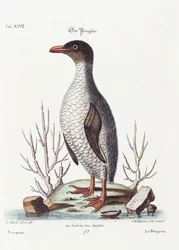 Il pinguino, 1770