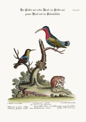 Il Colibrì dal petto rosso, il Colibrì dalla gola verde e il Ghiro