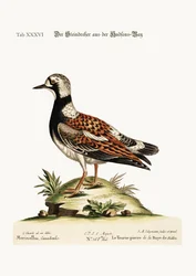 Il Turn-Stone dalla Baia di Hudson, 1749-73