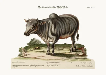 Il piccolo bufalo indiano, 1749-73