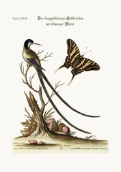 Il colibrì dalla coda lunga e dal cappuccio nero, 1749-73