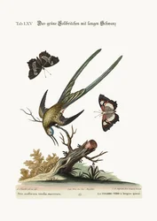 Il colibrì verde dalla lunga coda, 1749-73