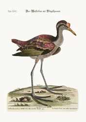 La gallinella d