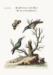 Il colibrì dal ventre bianco. Il colibrì verde e blu, 1749-73
