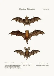 Tre piccoli pipistrelli