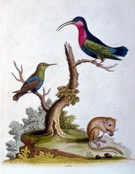 Illustrazione ad acquerello da un libro di uccelli rari di G Edwards 1750. George Edwards (1694-1773) fu un naturalista e ornitologo britannico. Viaggiò molto in Europa, studiando la storia naturale e gli uccelli in particolare. Ottenne un certo riconoscim