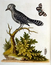 Illustrazione ad acquerello da un libro di uccelli rari di G Edwards 1750. George Edwards (1694-1773) fu un naturalista e ornitologo britannico. Viaggiò molto in Europa, studiando la storia naturale e gli uccelli in particolare. Ottenne un certo riconoscim