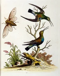 Illustrazione ad acquerello da un libro di uccelli rari di G Edwards 1750. George Edwards (1694-1773) fu un naturalista e ornitologo britannico. Viaggiò molto in Europa, studiando la storia naturale e gli uccelli in particolare. Ottenne un certo riconoscim