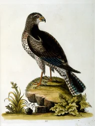 Illustrazione ad acquerello da un libro di uccelli rari di G Edwards 1750. George Edwards (1694-1773) fu un naturalista e ornitologo britannico. Viaggiò molto in Europa, studiando la storia naturale e gli uccelli in particolare. Ottenne un certo riconoscim