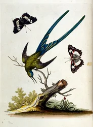 Illustrazione ad acquerello da un libro di uccelli rari di G Edwards 1750. George Edwards (1694-1773) fu un naturalista e ornitologo britannico. Viaggiò molto in Europa, studiando la storia naturale e gli uccelli in particolare. Ottenne un certo riconoscim