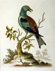 Illustrazione ad acquerello da un libro di uccelli rari di G Edwards 1750. George Edwards (1694-1773) fu un naturalista e ornitologo britannico. Viaggiò molto in Europa, studiando la storia naturale e gli uccelli in particolare. Ottenne un certo riconoscim