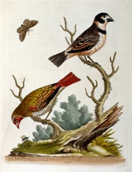 Illustrazione ad acquerello da un libro di uccelli rari di G Edwards 1750. George Edwards (1694-1773) fu un naturalista e ornitologo britannico. Viaggiò molto in Europa, studiando la storia naturale e gli uccelli in particolare. Ottenne un certo riconoscim