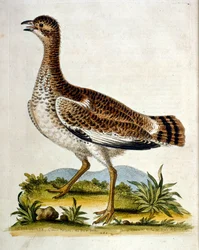 Illustrazione ad acquerello da un libro di uccelli rari di G Edwards 1750. George Edwards (1694-1773) fu un naturalista e ornitologo britannico. Viaggiò molto in Europa, studiando la storia naturale e gli uccelli in particolare. Ottenne un certo riconoscim