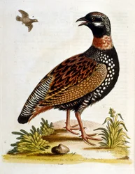 Illustrazione ad acquerello da un libro di uccelli rari di G Edwards 1750. George Edwards (1694-1773) fu un naturalista e ornitologo britannico. Viaggiò molto in Europa, studiando la storia naturale e gli uccelli in particolare. Ottenne un certo riconoscim