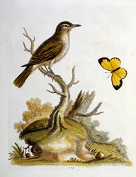 Illustrazione ad acquerello da un libro di uccelli rari di G Edwards 1750. George Edwards (1694-1773) fu un naturalista e ornitologo britannico. Viaggiò molto in Europa, studiando la storia naturale e gli uccelli in particolare. Ottenne un certo riconoscim