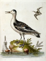 Illustrazione ad acquerello da un libro di uccelli rari di G Edwards 1750. George Edwards (1694-1773) fu un naturalista e ornitologo britannico. Viaggiò molto in Europa, studiando la storia naturale e gli uccelli in particolare. Ottenne un certo riconoscim