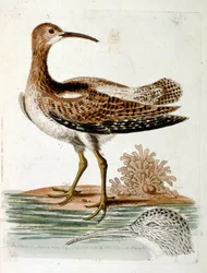 Illustrazione ad acquerello da un libro di uccelli rari di G Edwards 1750. George Edwards (1694-1773) fu un naturalista e ornitologo britannico. Viaggiò molto in Europa, studiando la storia naturale e gli uccelli in particolare. Ottenne un certo riconoscim