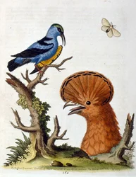 Illustrazione ad acquerello da un libro di uccelli rari di G Edwards 1750. George Edwards (1694-1773) fu un naturalista e ornitologo britannico. Viaggiò molto in Europa, studiando la storia naturale e gli uccelli in particolare. Ottenne un certo riconoscim